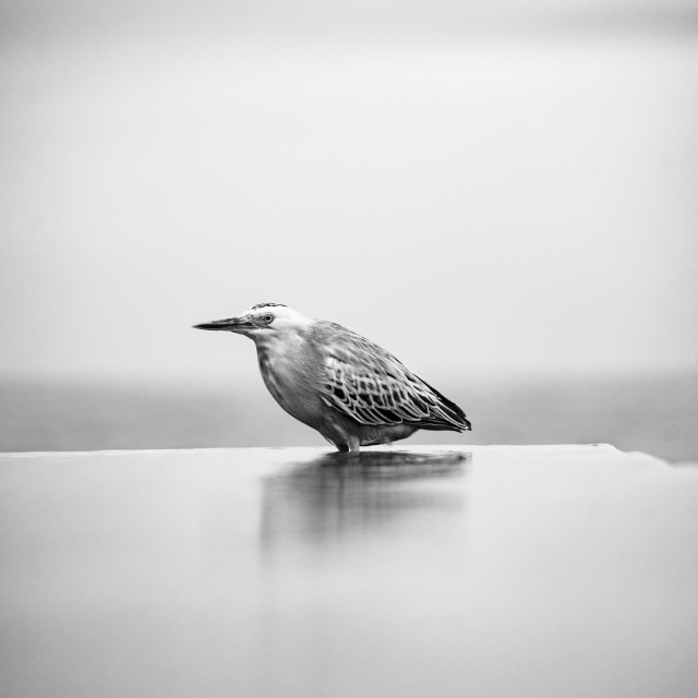 portfolio-img